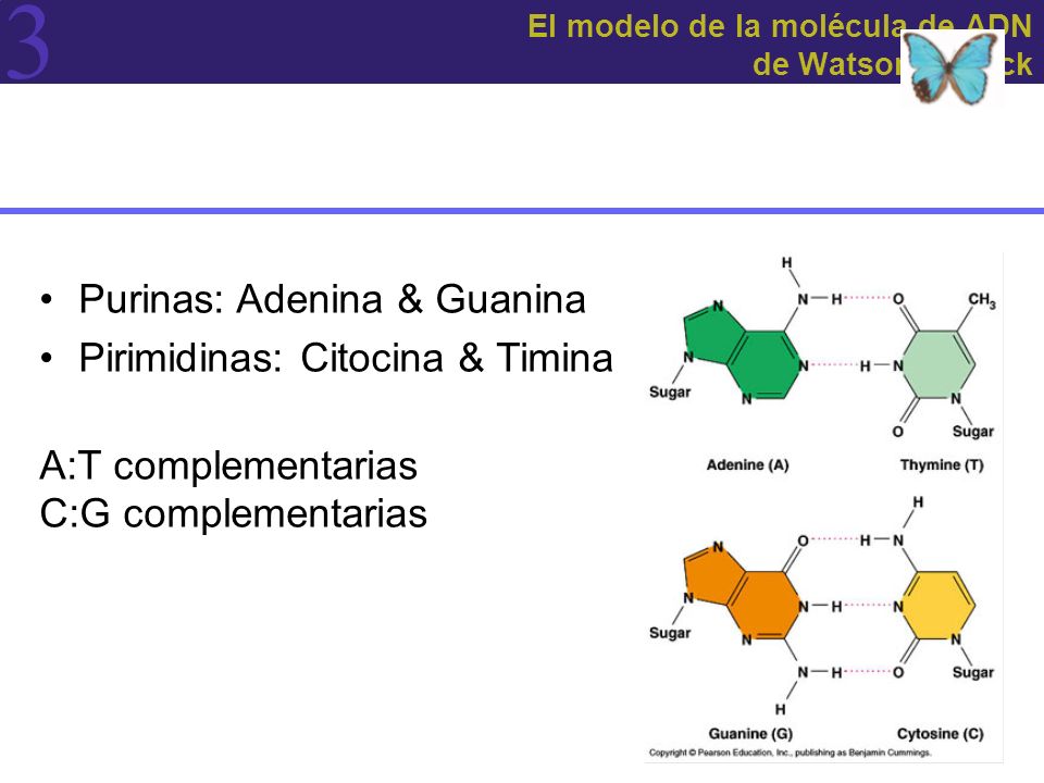 El modelo de la molécula de ADN de Watson & Crick