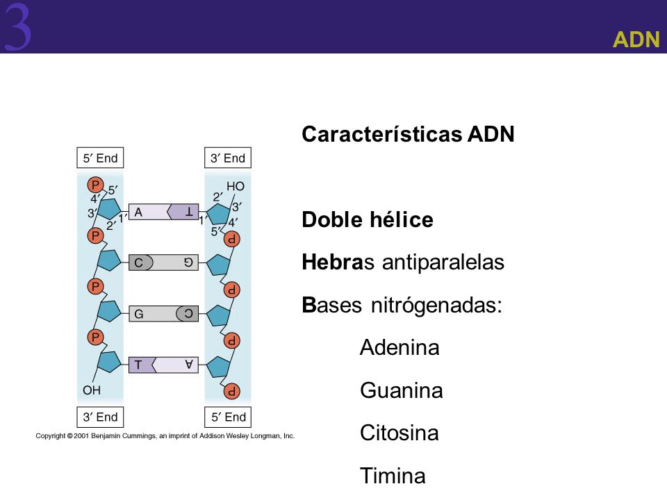 ADN Características ADN. Doble hélice. Hebras antiparalelas. Bases nitrógenadas: Adenina. Guanina.