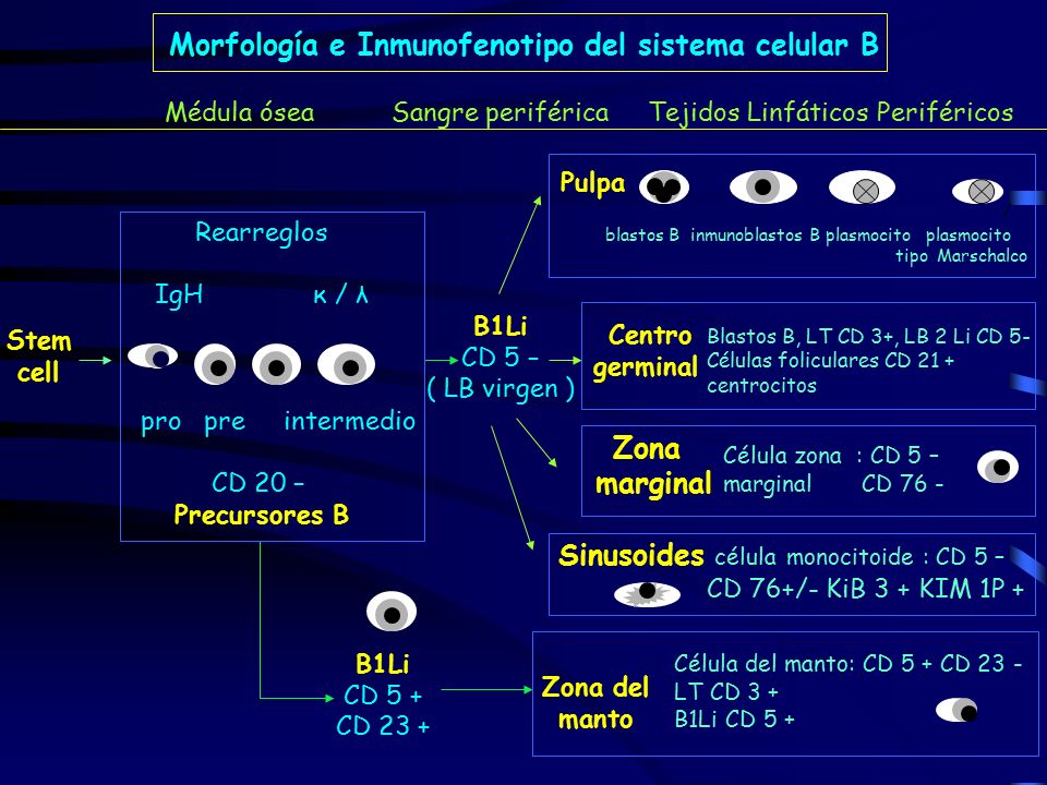 Morfología e Inmunofenotipo del sistema celular B