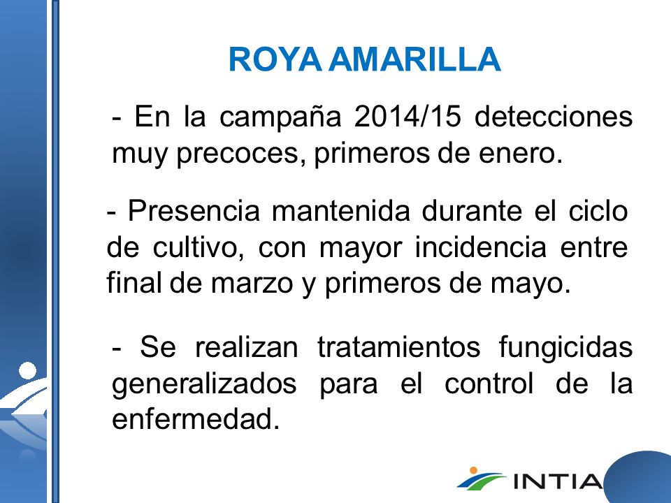 ROYA AMARILLA - En la campaña 2014/15 detecciones muy precoces, primeros de enero.