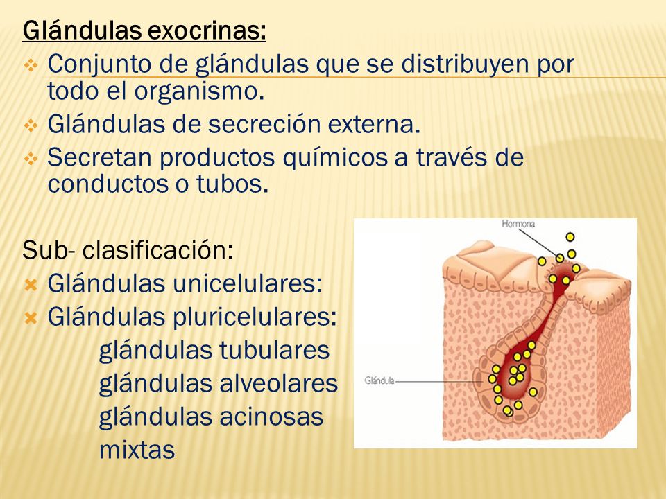 Glándulas exocrinas: Conjunto de glándulas que se distribuyen por todo el organismo. Glándulas de secreción externa.