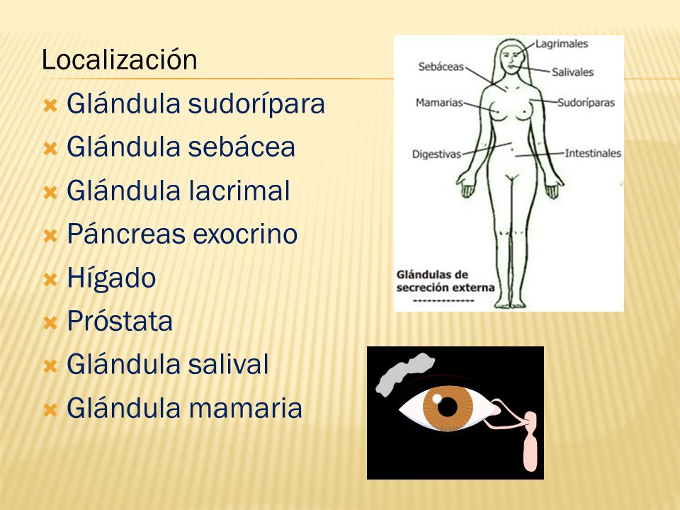 Localización Glándula sudorípara. Glándula sebácea. Glándula lacrimal. Páncreas exocrino. Hígado.
