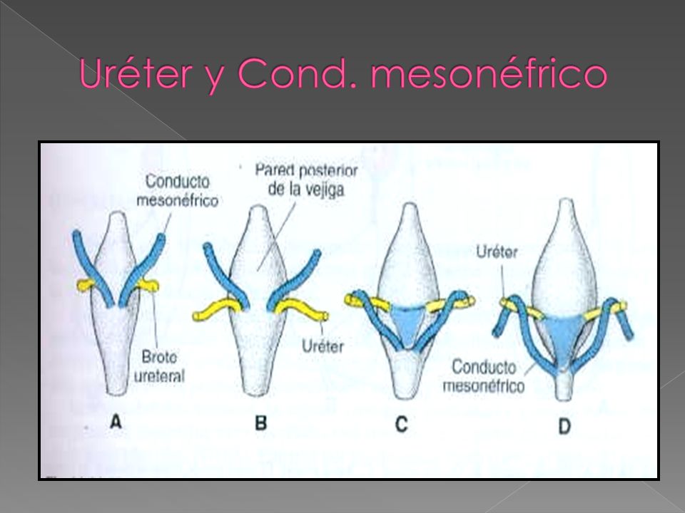 Uréter y Cond. mesonéfrico