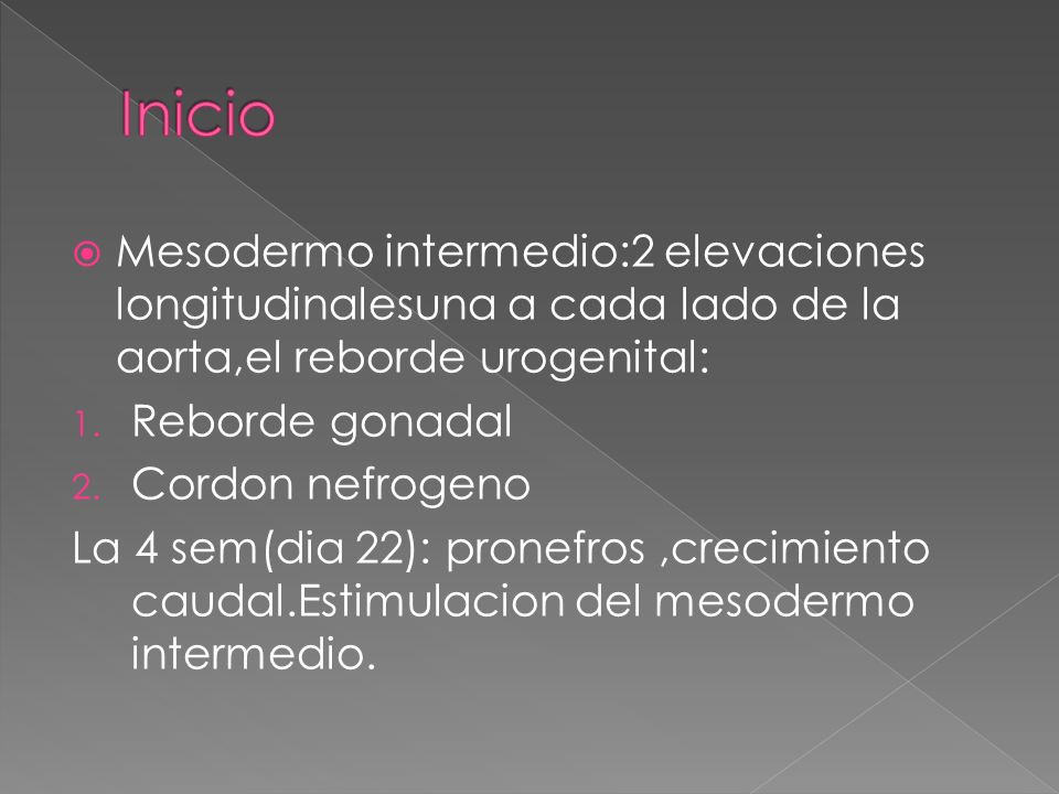 Inicio Mesodermo intermedio:2 elevaciones longitudinalesuna a cada lado de la aorta,el reborde urogenital: