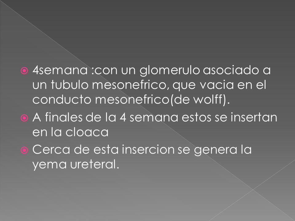 4semana :con un glomerulo asociado a un tubulo mesonefrico, que vacia en el conducto mesonefrico(de wolff).