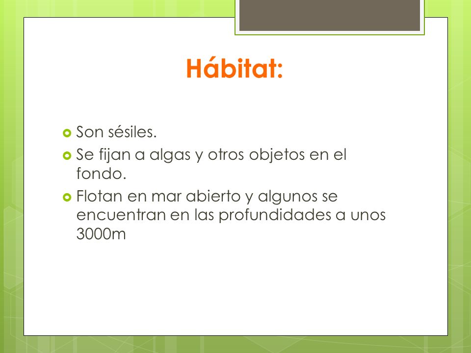 Hábitat: Son sésiles. Se fijan a algas y otros objetos en el fondo.