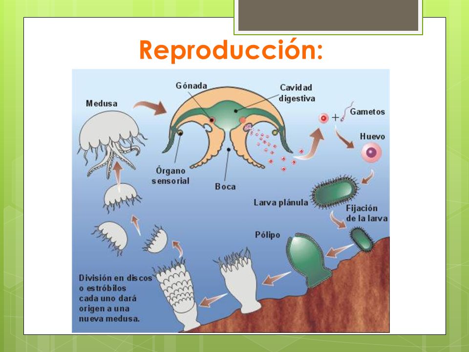 Reproducción: En la bolsa gástrica se encuentran las gónadas que ayudan a separar los sexos.