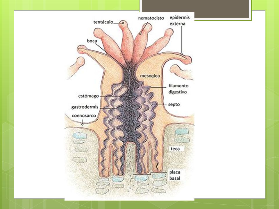 Boca forma una herradura que presenta en uno o ambos extremos un surco ciliado llamado SIFONOGRIFO, que facilita la circulación del agua hacia la cavidad gastrovascular.