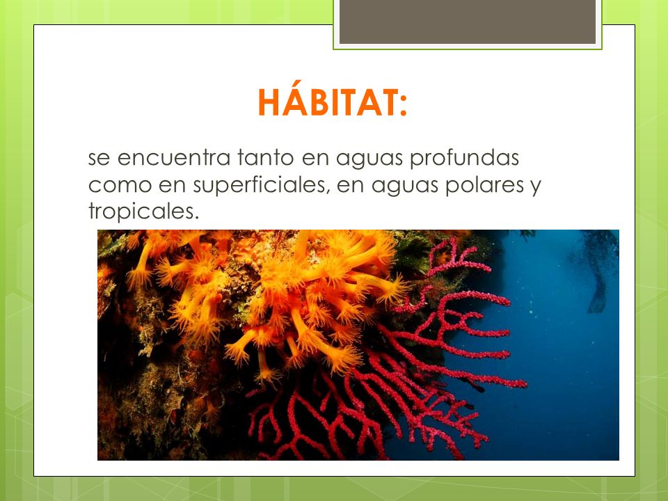 HÁBITAT: se encuentra tanto en aguas profundas como en superficiales, en aguas polares y tropicales.