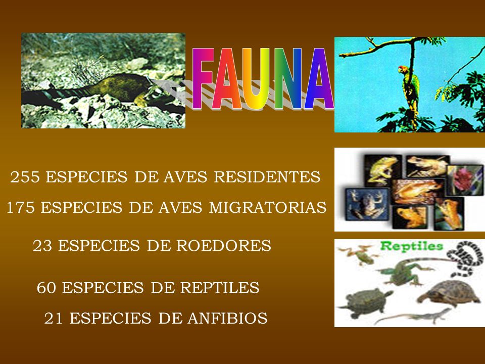 FAUNA 255 ESPECIES DE AVES RESIDENTES 175 ESPECIES DE AVES MIGRATORIAS