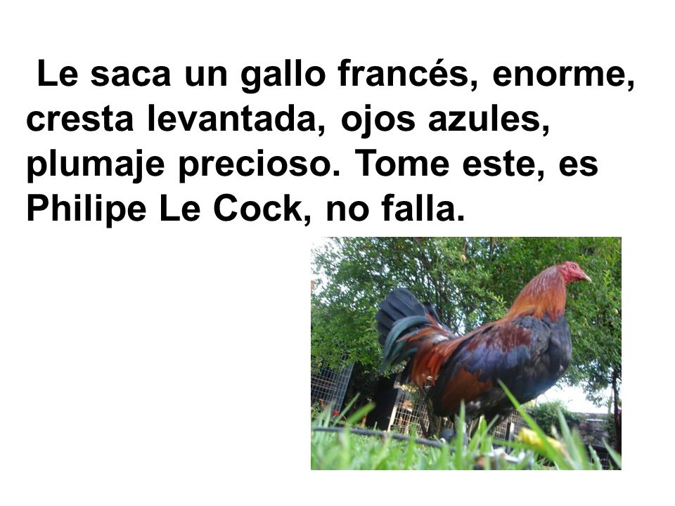 Le saca un gallo francés, enorme, cresta levantada, ojos azules, plumaje precioso.