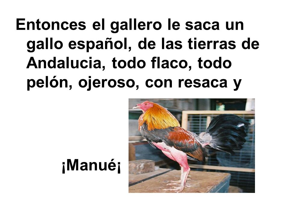 Entonces el gallero le saca un gallo español, de las tierras de Andalucia, todo flaco, todo pelón, ojeroso, con resaca y