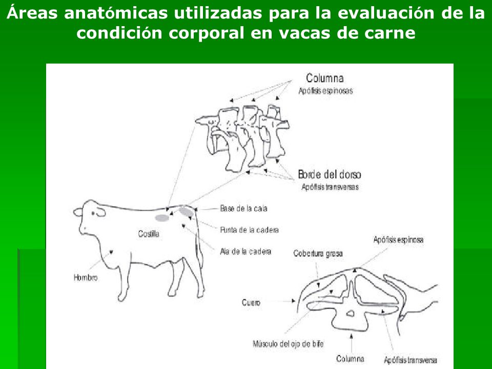Áreas anatómicas utilizadas para la evaluación de la condición corporal en vacas de carne