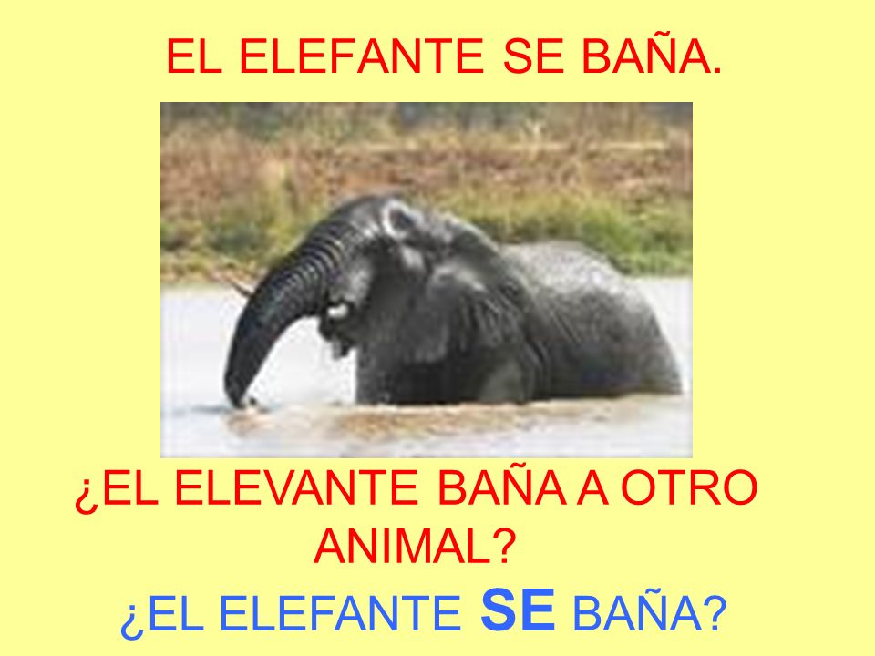 ¿EL ELEVANTE BAÑA A OTRO ANIMAL ¿EL ELEFANTE SE BAÑA
