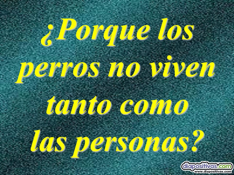¿Porque los perros no viven tanto como las personas