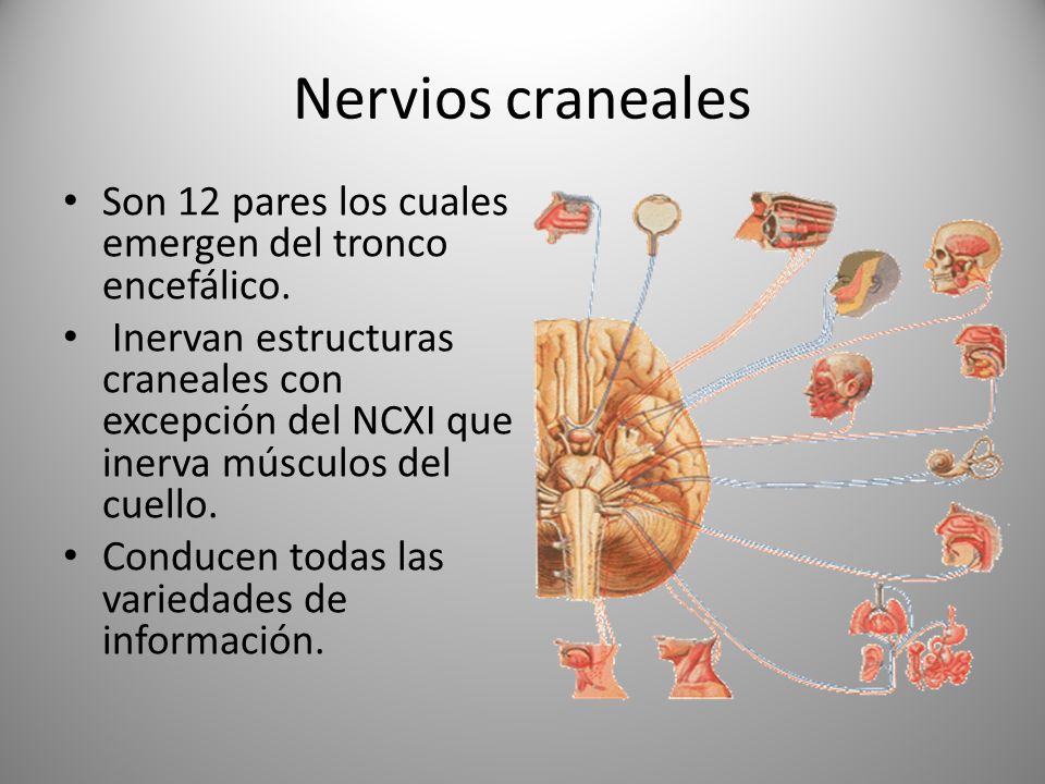 Nervios craneales Son 12 pares los cuales emergen del tronco encefálico.