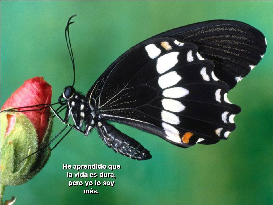 He aprendido que la vida es dura, pero yo lo soy más.