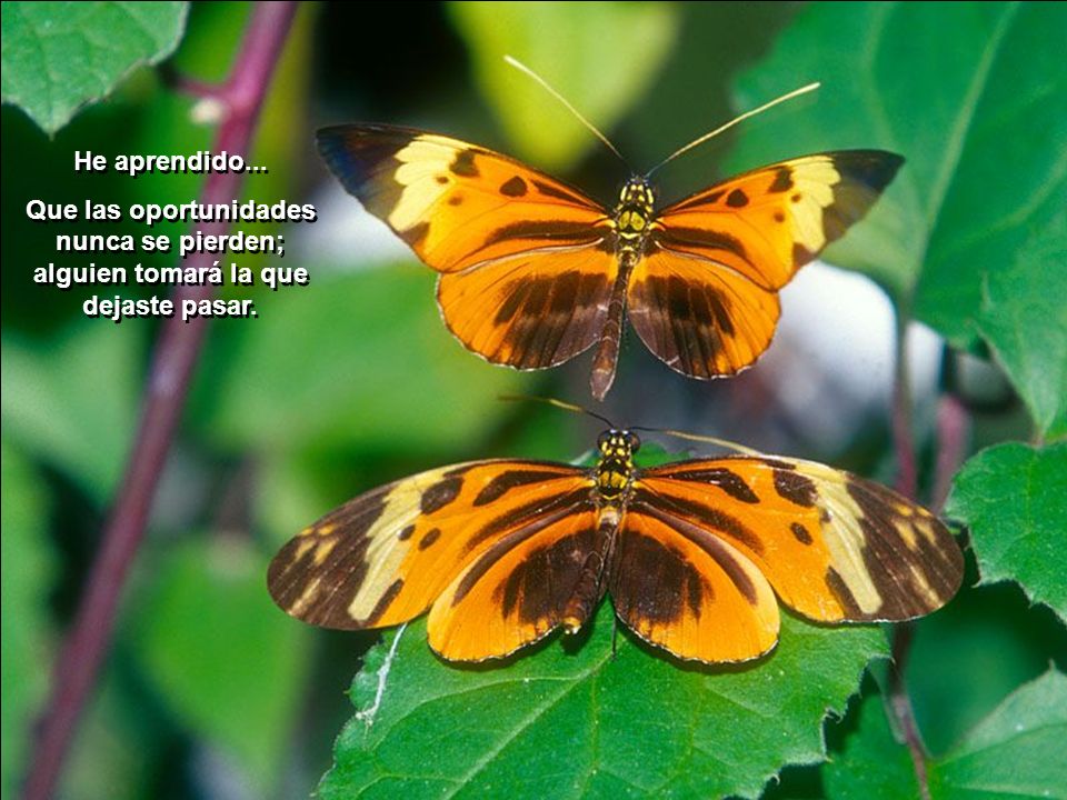 He aprendido... Que las oportunidades nunca se pierden; alguien tomará la que dejaste pasar.