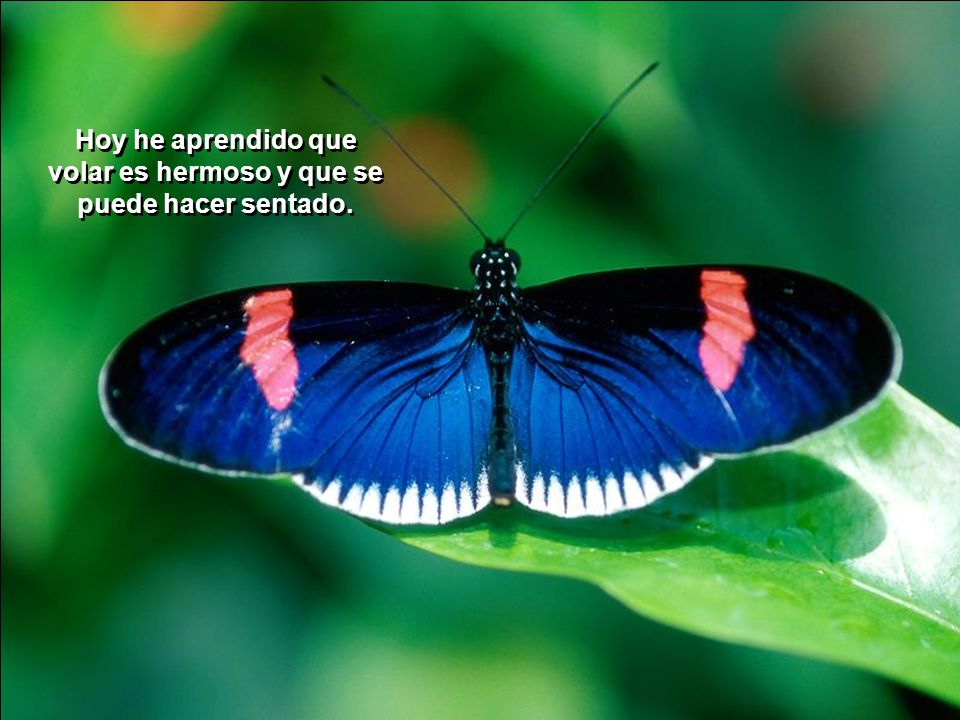 Hoy he aprendido que volar es hermoso y que se puede hacer sentado.