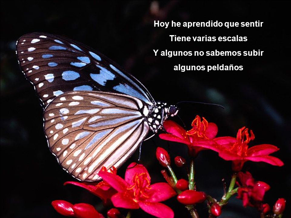 Hoy he aprendido que sentir Y algunos no sabemos subir