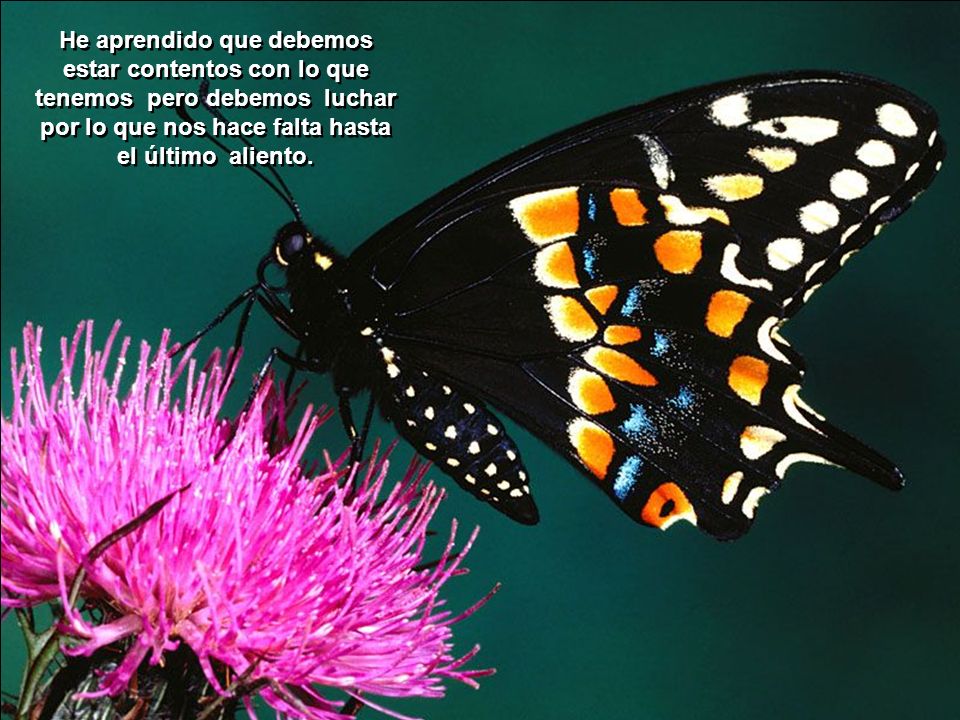 He aprendido que debemos estar contentos con lo que tenemos pero debemos luchar por lo que nos hace falta hasta el último aliento.