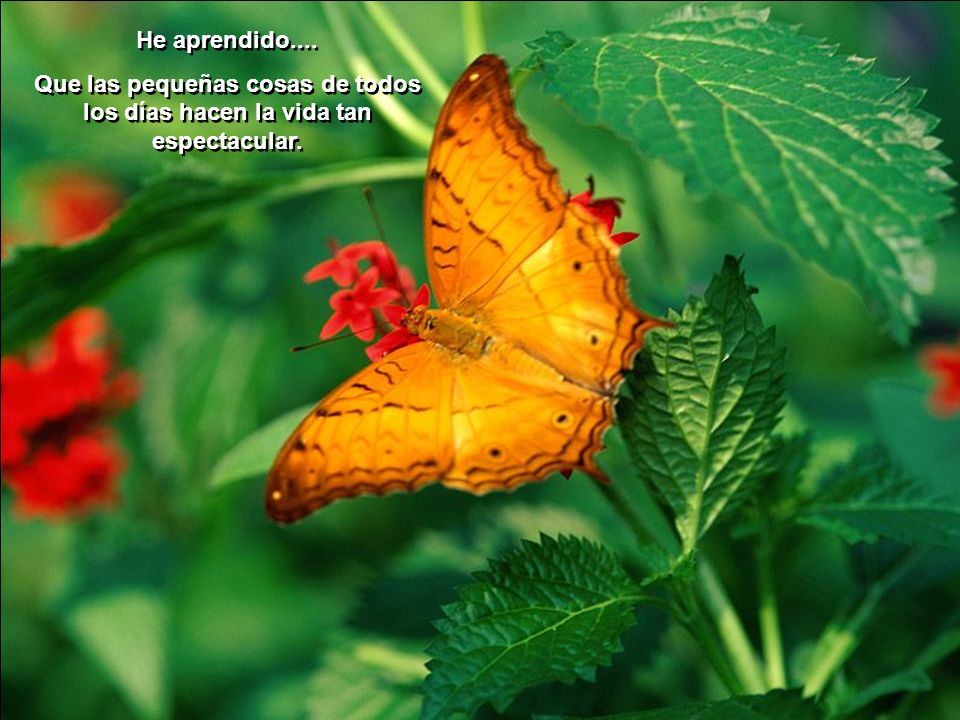 He aprendido.... Que las pequeñas cosas de todos los días hacen la vida tan espectacular.