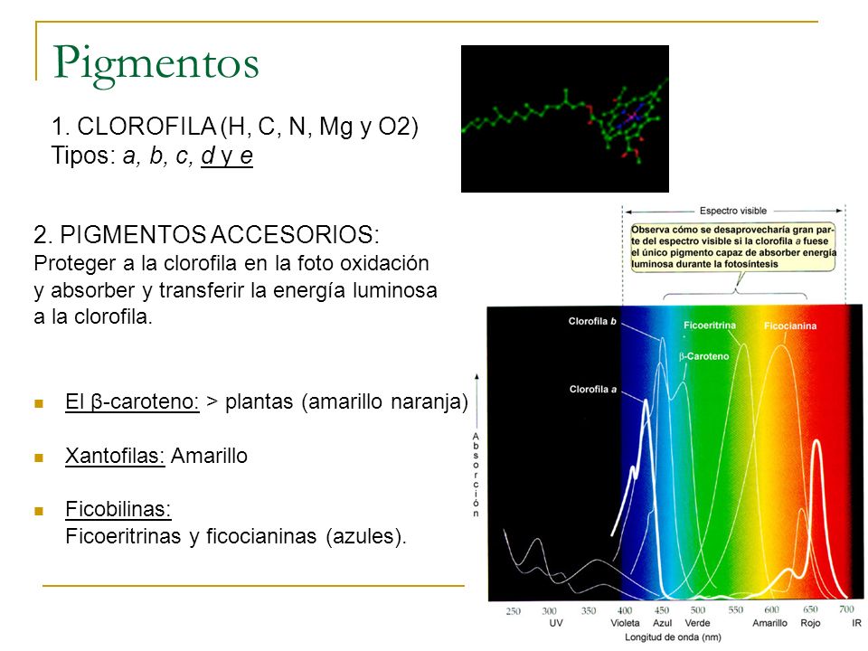 Pigmentos 1. CLOROFILA (H, C, N, Mg y O2) Tipos: a, b, c, d y e