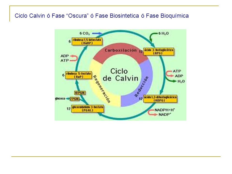 Ciclo Calvin ó Fase Oscura ó Fase Biosintetica ó Fase Bioquímica