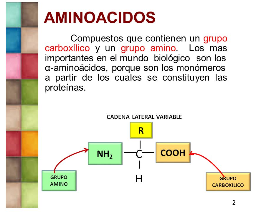 AMINOACIDOS C R NH2 COOH H α-aminoácidos, porque son los monómeros