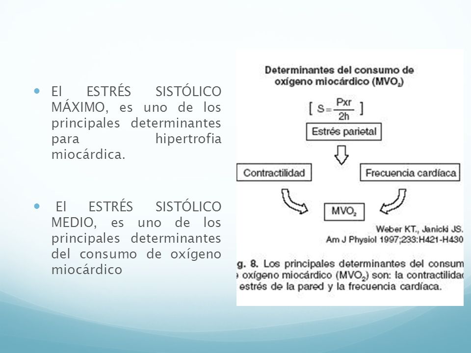 El ESTRÉS SISTÓLICO MÁXIMO, es uno de los principales determinantes para hipertrofia miocárdica.