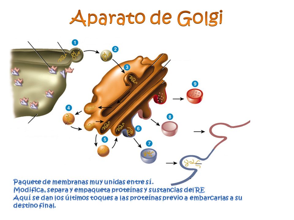Aparato de Golgi Paquete de membranas muy unidas entre sí.