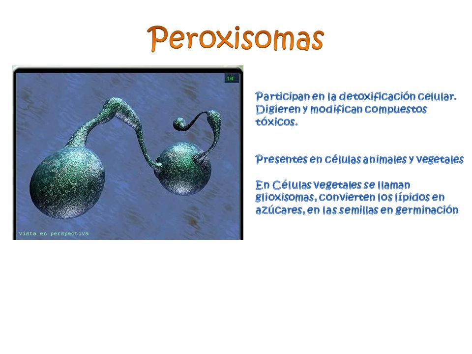 Peroxisomas Participan en la detoxificación celular. Digieren y modifican compuestos tóxicos. Presentes en células animales y vegetales.