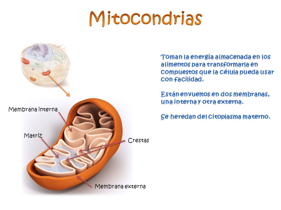 Mitocondrias Toman la energía almacenada en los alimentos para transformarla en compuestos que la célula pueda usar con facilidad.