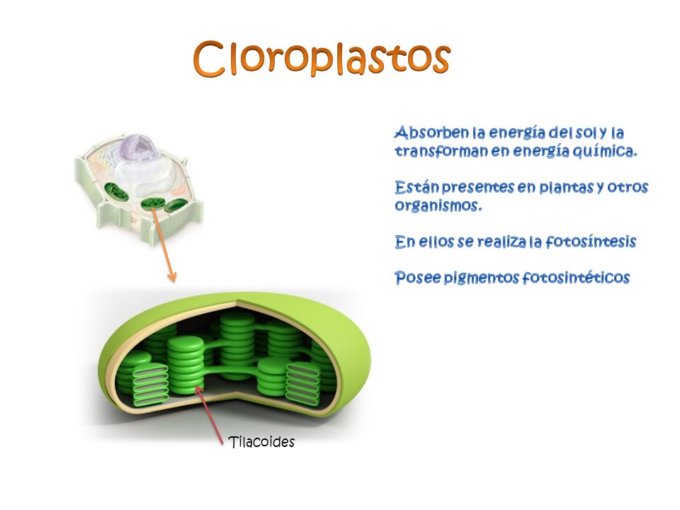 Cloroplastos Absorben la energía del sol y la transforman en energía química. Están presentes en plantas y otros organismos.