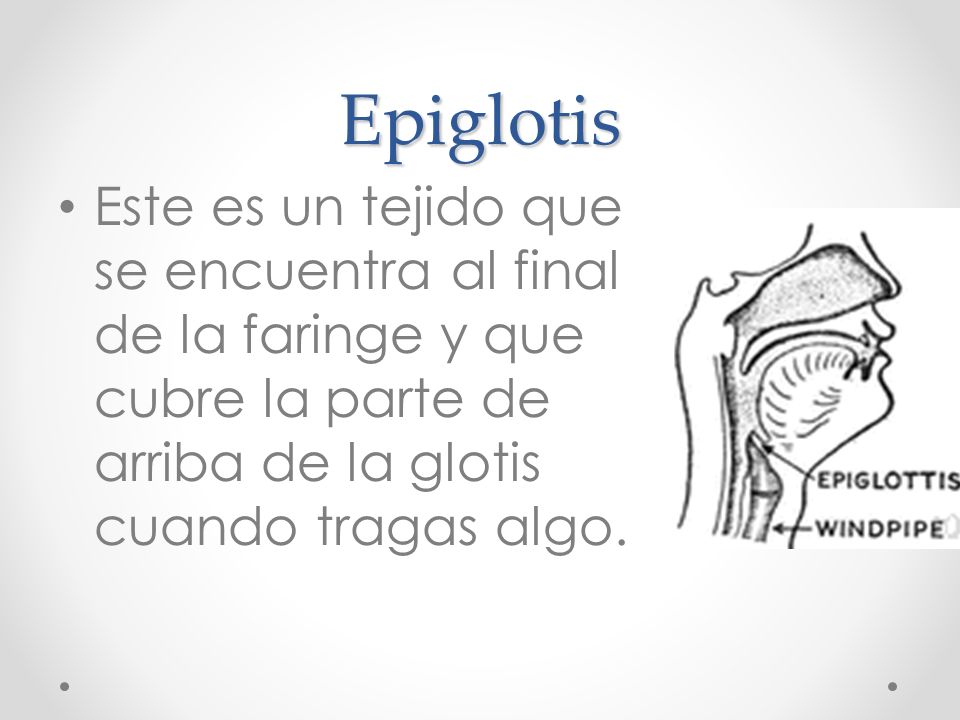Epiglotis Este es un tejido que se encuentra al final de la faringe y que cubre la parte de arriba de la glotis cuando tragas algo.