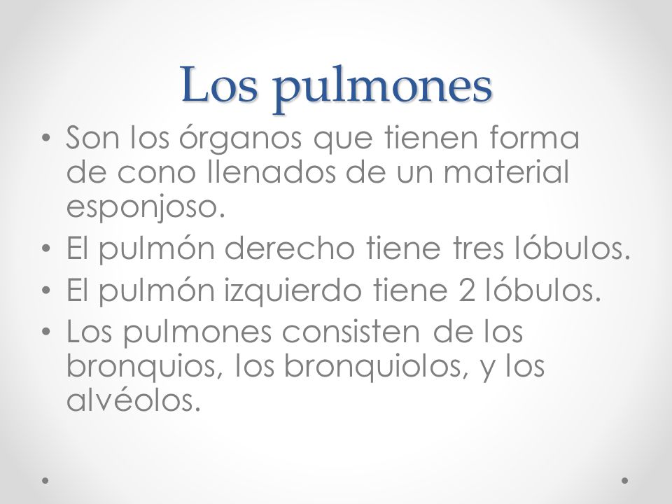 Los pulmones Son los órganos que tienen forma de cono llenados de un material esponjoso. El pulmón derecho tiene tres lóbulos.