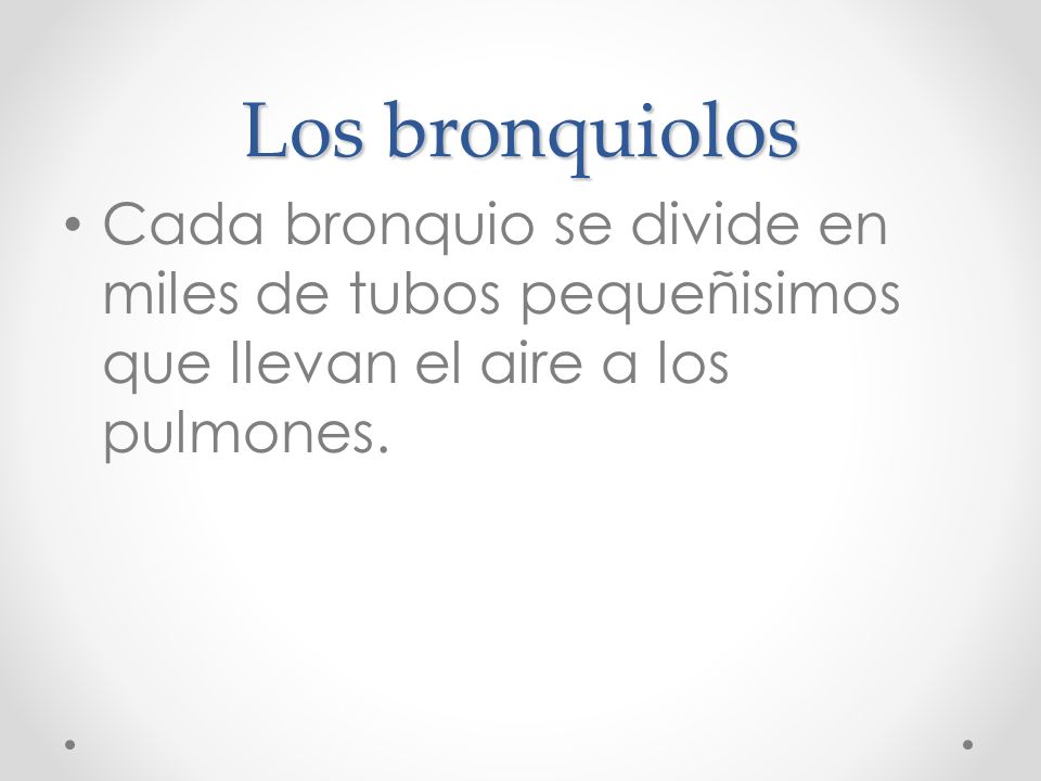 Los bronquiolos Cada bronquio se divide en miles de tubos pequeñisimos que llevan el aire a los pulmones.