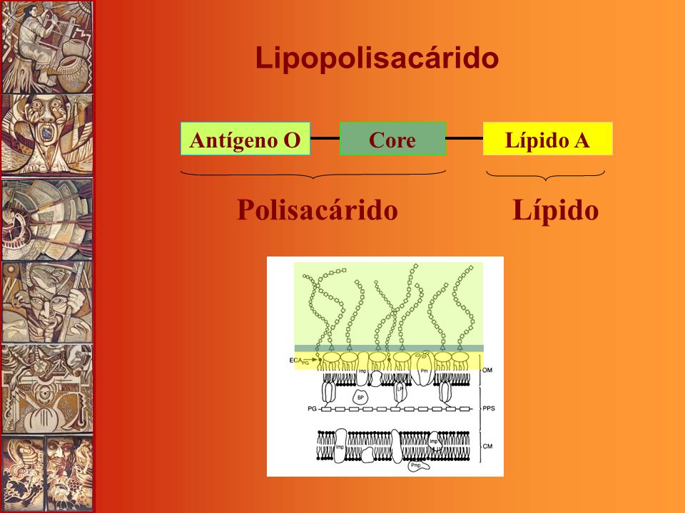 Lipopolisacárido Antígeno O Core Lípido A Polisacárido Lípido