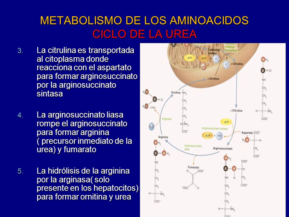 METABOLISMO DE LOS AMINOACIDOS CICLO DE LA UREA