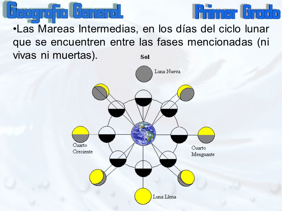 Las Mareas Intermedias, en los días del ciclo lunar que se encuentren entre las fases mencionadas (ni vivas ni muertas).