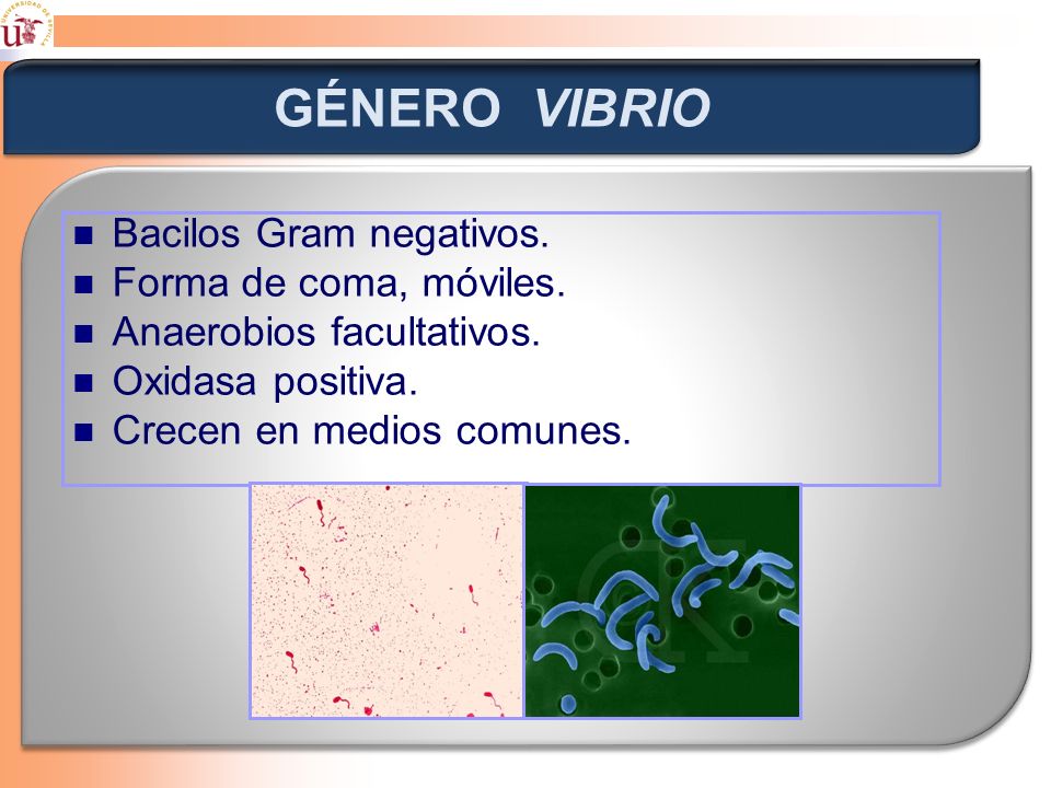 GÉNERO VIBRIO Bacilos Gram negativos. Forma de coma, móviles.