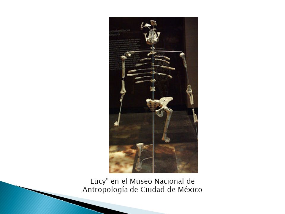 Lucy en el Museo Nacional de Antropología de Ciudad de México