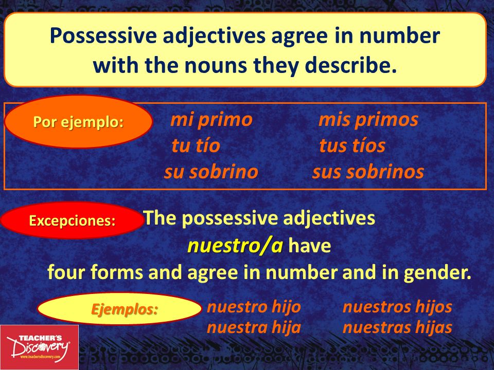 Possessive adjectives agree in number with the nouns they describe.