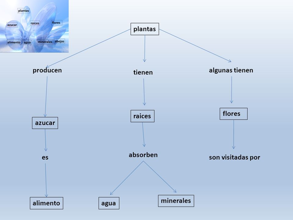 plantas producen. algunas tienen. tienen. flores. raices. azucar. absorben. es. son visitadas por.
