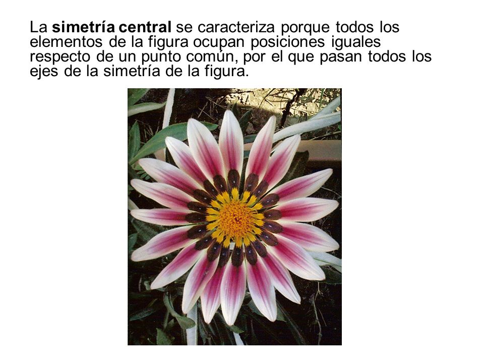 La simetría central se caracteriza porque todos los elementos de la figura ocupan posiciones iguales respecto de un punto común, por el que pasan todos los ejes de la simetría de la figura.
