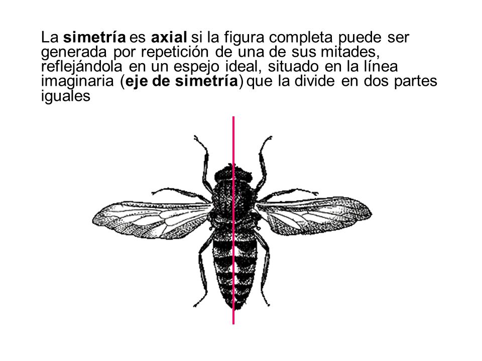 La simetría es axial si la figura completa puede ser generada por repetición de una de sus mitades, reflejándola en un espejo ideal, situado en la línea imaginaria (eje de simetría) que la divide en dos partes iguales