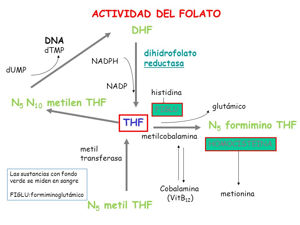 ACTIVIDAD DEL FOLATO DHF N5 N10 metilen THF THF N5 formimino THF