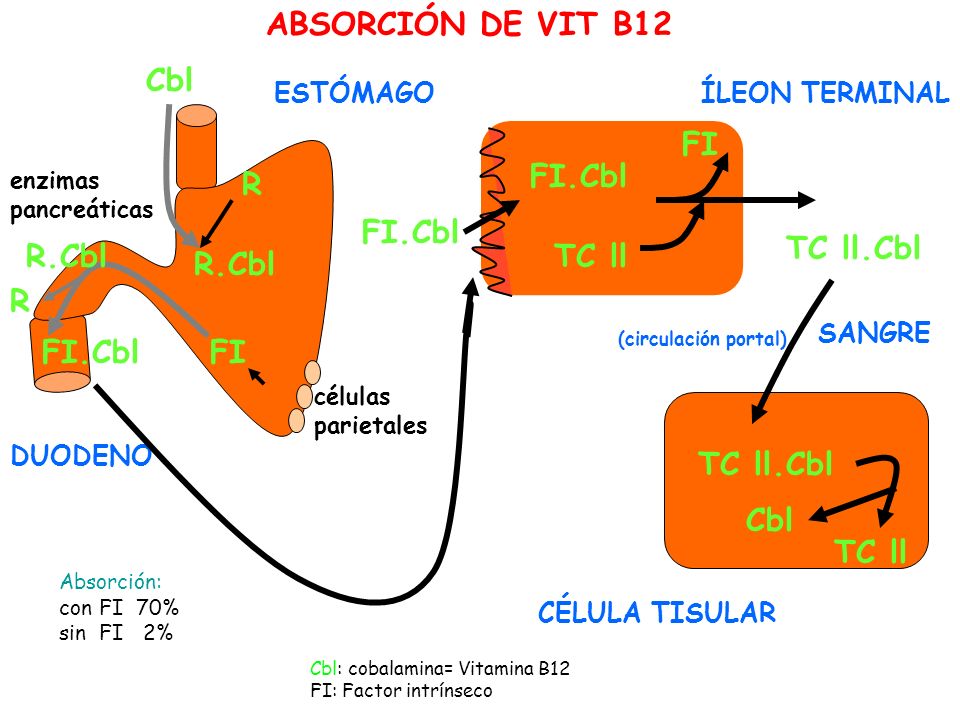 ABSORCIÓN DE VIT B12 Cbl FI FI.Cbl R FI.Cbl TC ll.Cbl R.Cbl TC ll