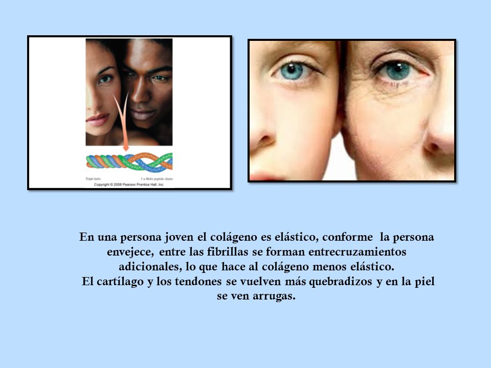 En una persona joven el colágeno es elástico, conforme la persona envejece, entre las fibrillas se forman entrecruzamientos adicionales, lo que hace al colágeno menos elástico.