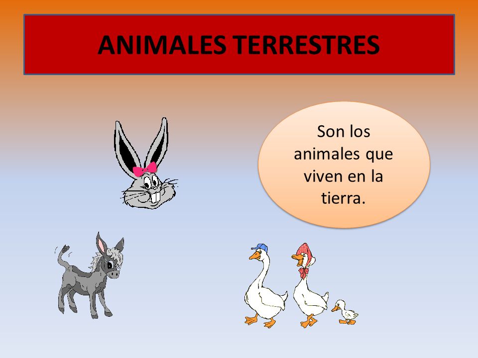 ANIMALES TERRESTRES Son los animales que viven en la tierra.